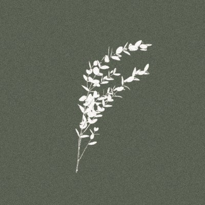 Dinner Napkin - Eucalyptus Cinera